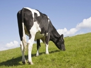 ������� ��������� ��������� ����� � ������������ ������� �� ����������������