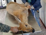 ��������� ����� ���� ��������� ������ ������� � ����������