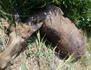 ���� ����� ����� ������ �� ������ ��������� - ��������