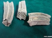 � ��������� ������� ���� ������������ ����� ���������