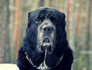 ��������� ������� ������� �������� 135 ����� �����