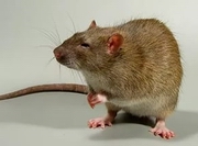 ������������ �������� ���� �������� �� ������� ����