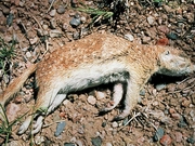 � �������������� ������� ���������� ������������ ����