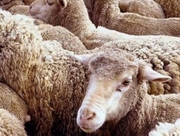  � �� ����� ��������� ���������