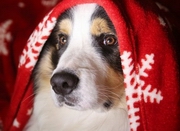 C����� ���� �� �������: ������������ ��������� �� ����� 