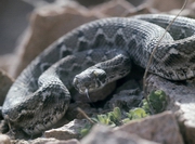 ���� � ��������� ����������������� � ������������ �������