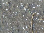 �������, ����������. ����-����������� ������� �������� ������