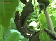 ������� ��������� ���������� �������� � ������������ ������� �� ������