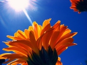 40-��������� ���� ��������� � ����������