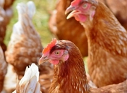 ������ �� ������������� ���� � ���� � ����������� ������ ����������