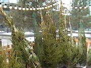 � ������ ��������� ������� ����� ����