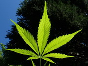 ������������ ��������� ������������ ��������� ������� - �������