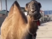 ������� �������� ����� �� ����� � ���������