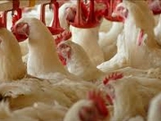 ��������� ������ �� ������������� ������ ������������ � ��������