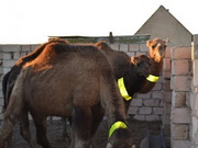 ���������� ������� �������� ��������������� ����� �� �������� ���� � ���������