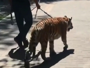 ����� ������� ��������� ����� � ������, ���������� � �����-������