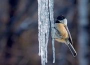 ������ ���������: ��������� ���������� � ������ � ����������