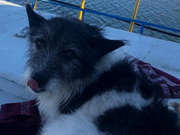 ������ ����-������������ ������� � ������� ���� ���� �������� ������