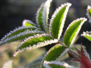 ��������� ����������� �� ���������