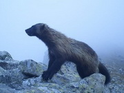 �������� �������� � ����������� � ���