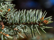 � ������� ������ ������: ���������� ������ ������ ���������� ���� ��������