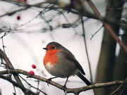 ������ � ���������� �� ���������� - �������