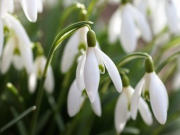 ����������� �������� � ��������