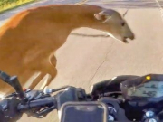 ��� � �������� ������ ��������� � ���������