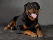 ���������� ��������� ����� ����� � �������� ���������� � �������