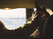 ���������� � ������� �������� ����������: ������� ��������� ������