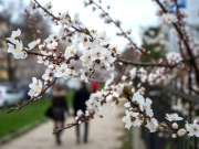 ������ �� ��������: ����� � ����� ������� ��������� � ����������