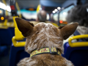 �������� ������ ��������� � ������� �� �������� � ������