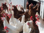 � ���������� ����� ��������� ��� �������������� ��������