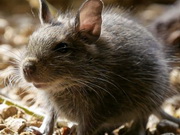 �������� 10 ���. �����-������� ���������� ����� ��������