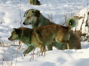 �������� ��� �������� �� ����� � �������