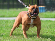 ����������� ��������� ������� �� ���� �������������� ��������� �������� � ���