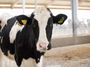 ��������� ����... ����