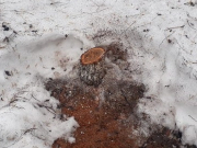 ������ ����������� ������� ������� �������� � ������ ���������