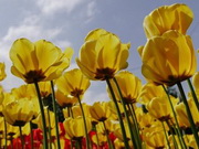 ������ ���������� ������� � ����������