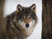 ����� �������� ������� ������� � �������������� �������: ���� � ��������