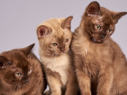 ������ ������������� �� ����: ������ ������� ���� �� ��������� ��������������