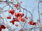 ������ �� 37 �������� ��������� � ����������