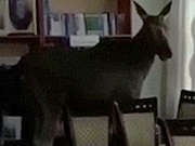 ���� �������� � ���������� �������� � �����