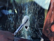 �������� ������, ������������ ���������� � ��������