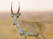 ���������� ����� 50 �������� � ������������� �����������