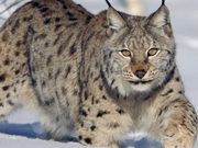 ���� ������� ����� � ������ ����� � �����