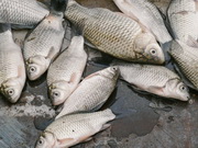 ��������� ������ ���� �� ������ � ��������� �� ����� - ������