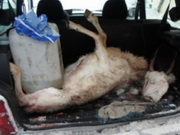 ���������� �������� ��� ���������������� �������