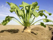 ������������ �������� �� ������������� ��������� ������ ������ � ����