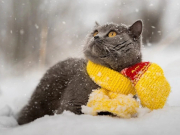 ���� � ����������� ��������� �� ���������� ����������